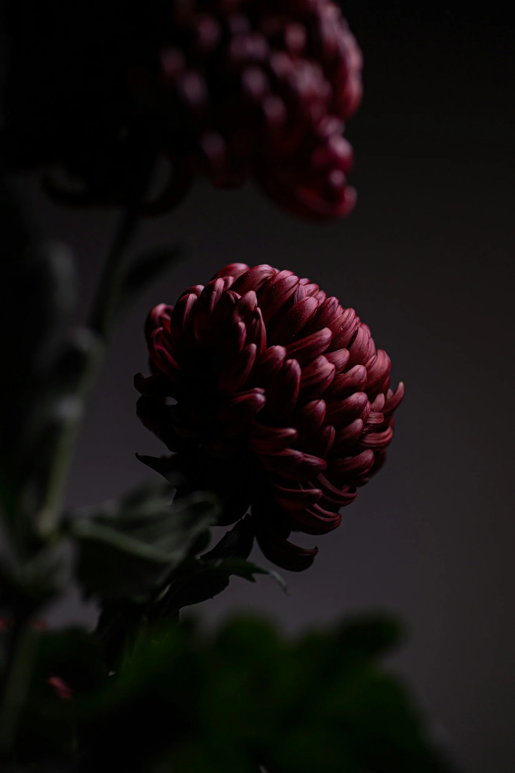 Close-up of a dark pink chrysanthemum flower with tightly curled petals against a black background.