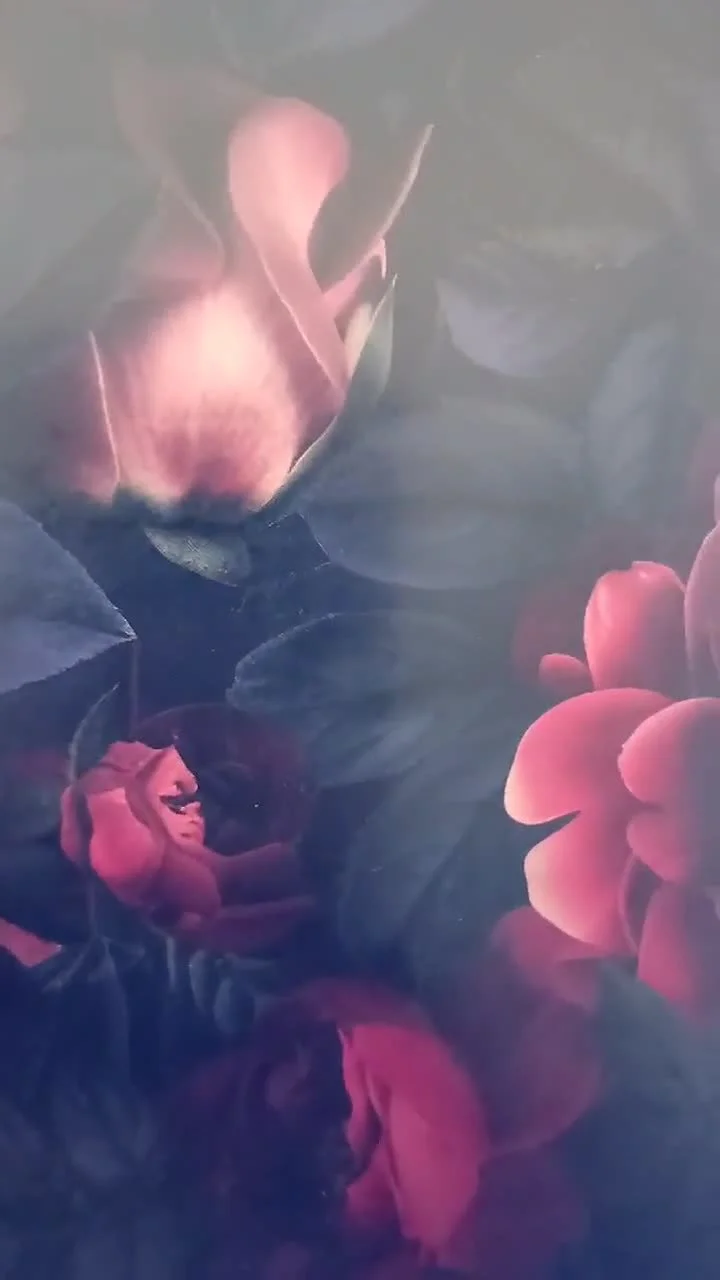 Close-up of pink roses with dark green leaves in soft focus.