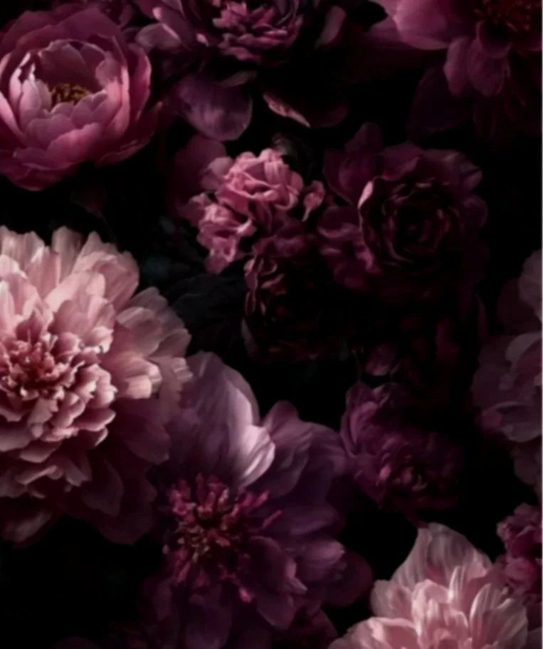 Dark-colored peony flowers in shades of deep pink and purple.