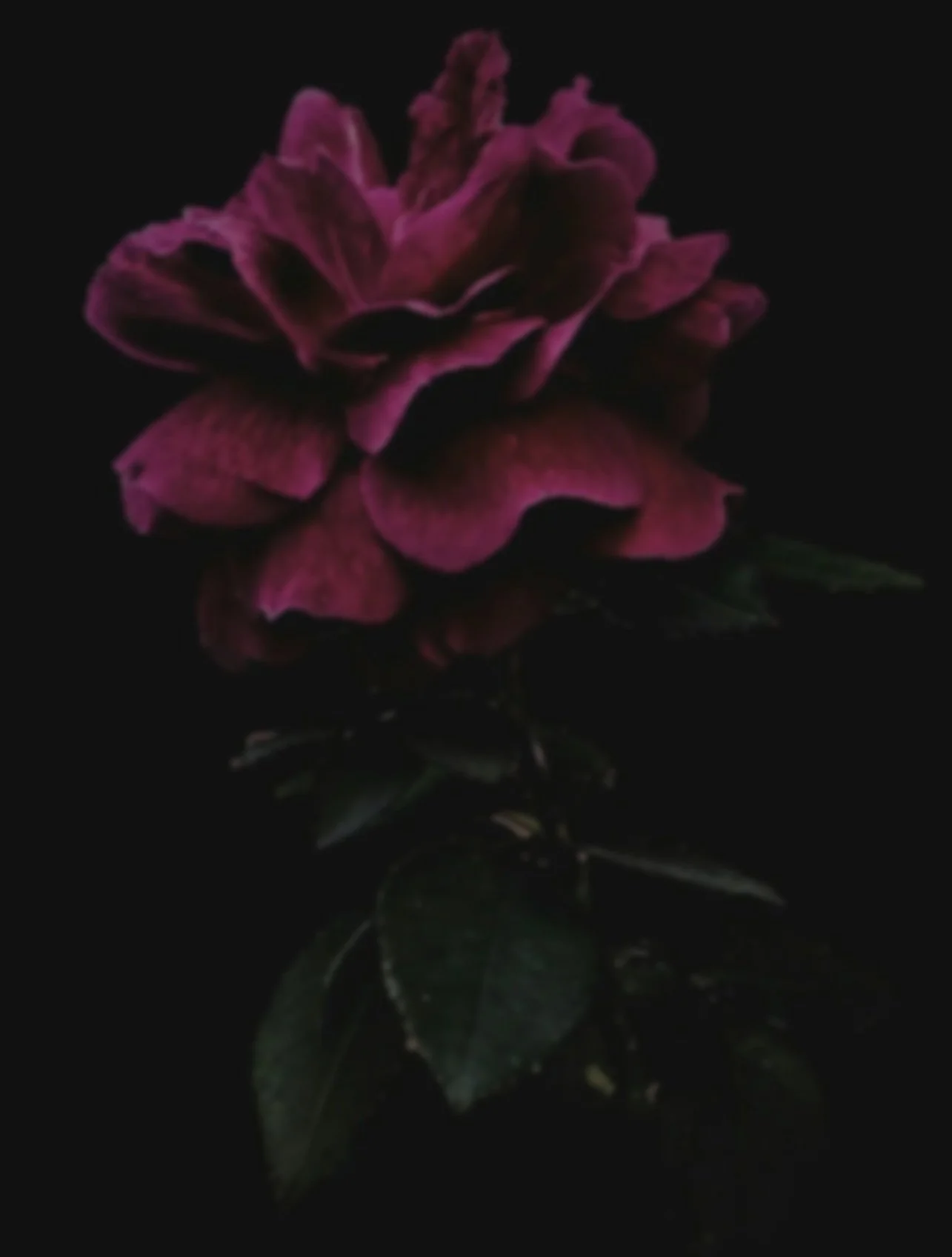 A pink flower with ruffled petals on a dark background.