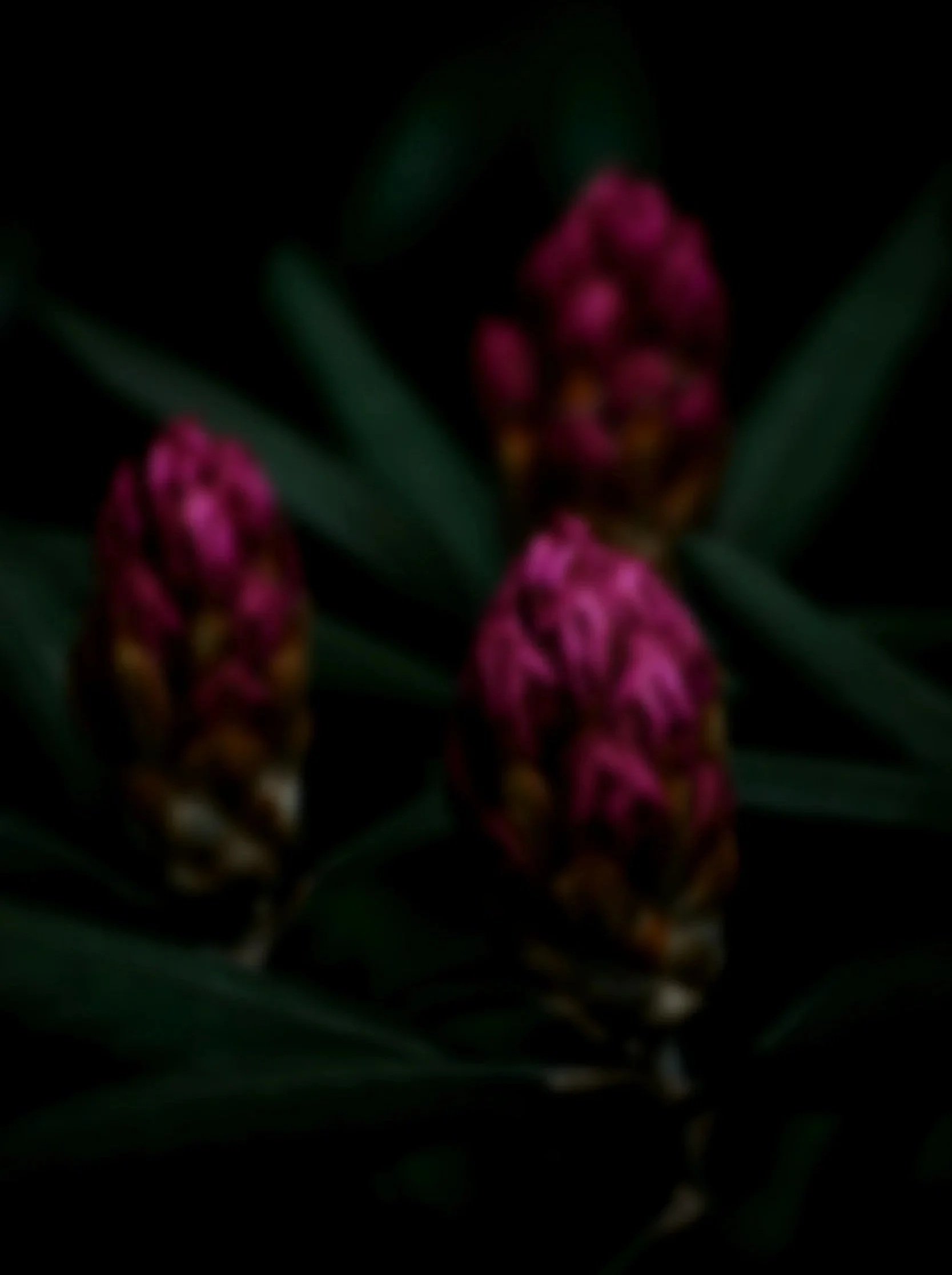 Close-up of pink hyacinth flowers with green leaves against a black background.