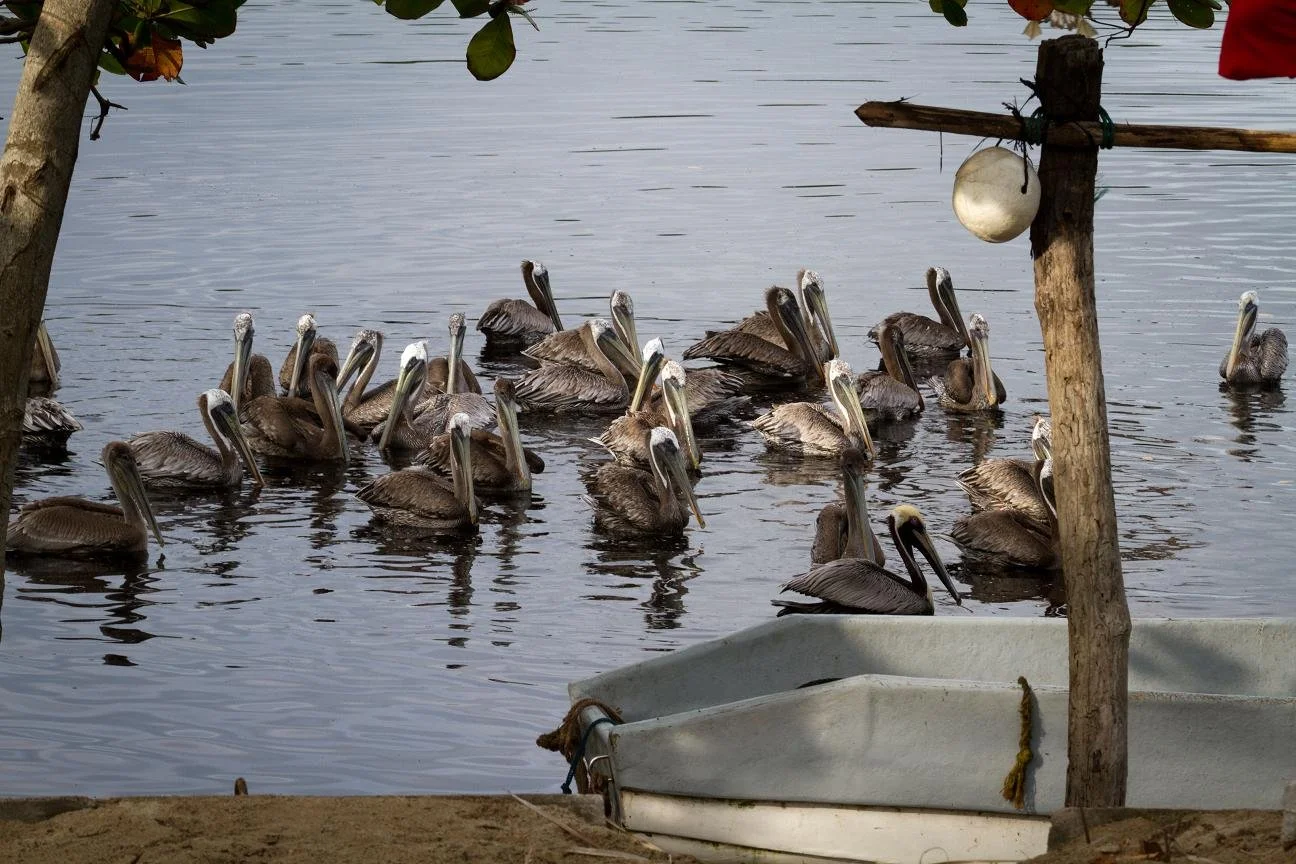 A group of pelicans swimming in a body of water next to a small boat and a wooden post.