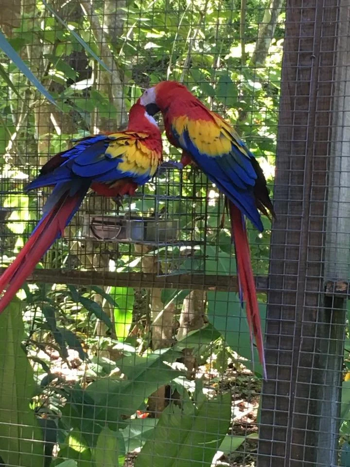 Two colorful parrots with red, yellow, blue, and green feathers perched on a metal cage with greenery in the background.
