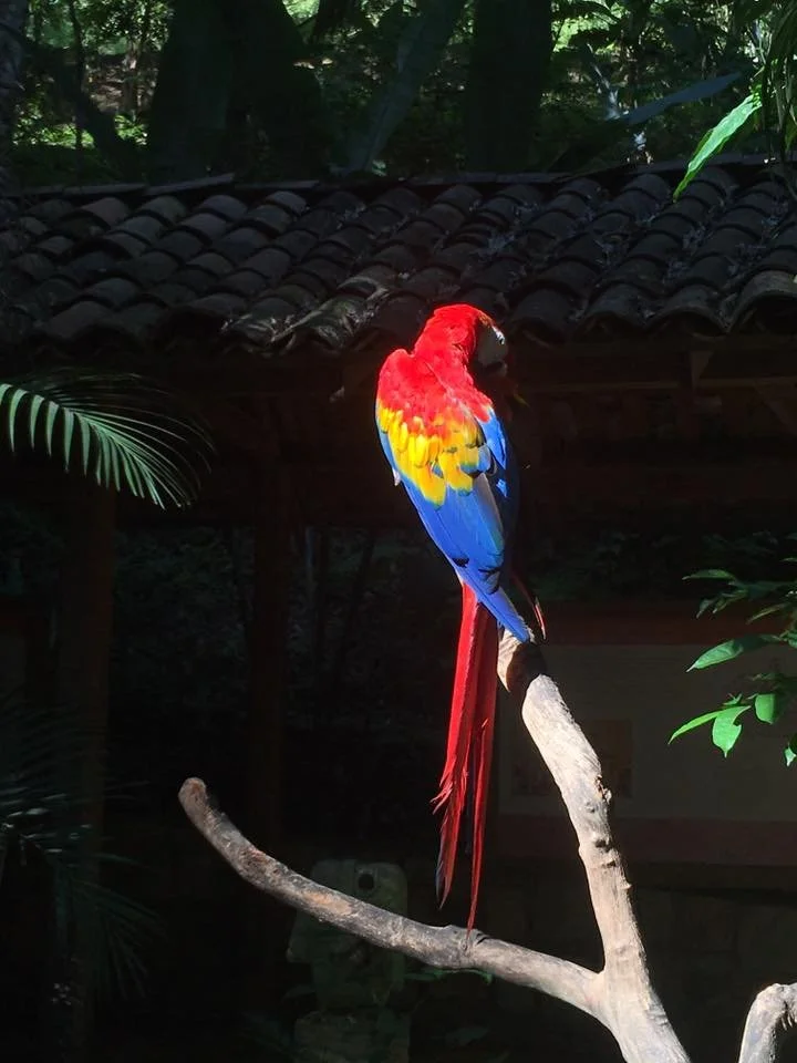 A colorful macaw parrot perched on a branch in a shaded outdoor setting with greenery and a tiled roof in the background.