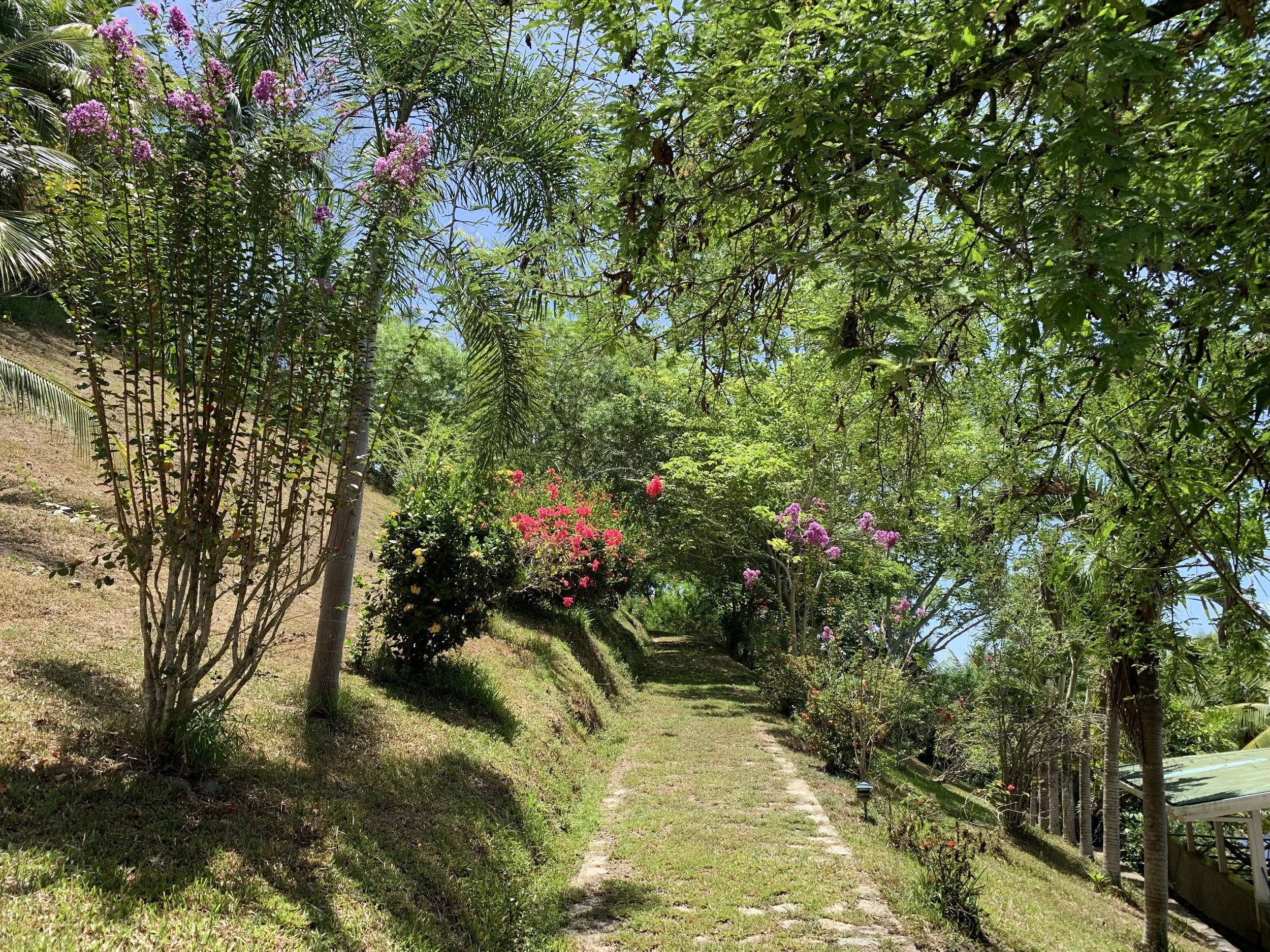 A pathway through a garden with green trees and bushes, pink flowers, and a clear blue sky.