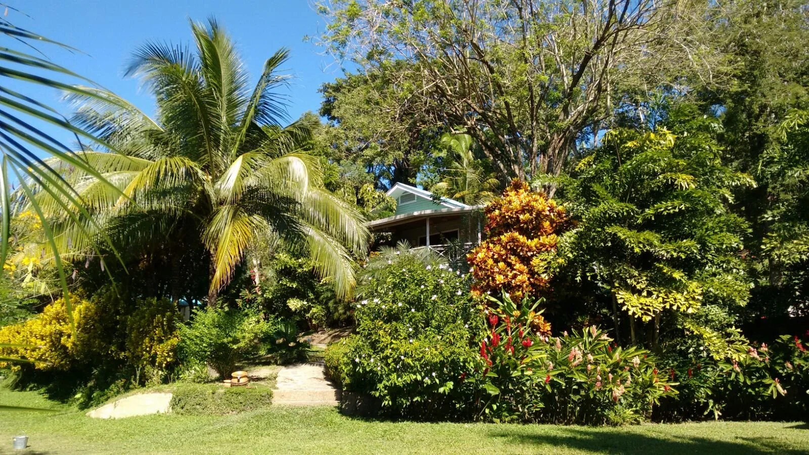 Lush tropical garden with a pathway leading to a house partially obscured by trees and plants under a clear blue sky.