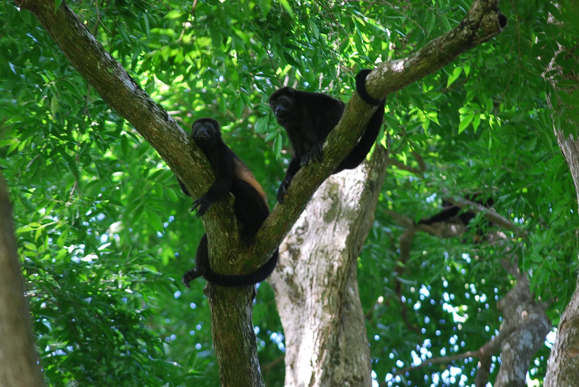 Two black howler monkeys resting on the branches of a green leafy tree.