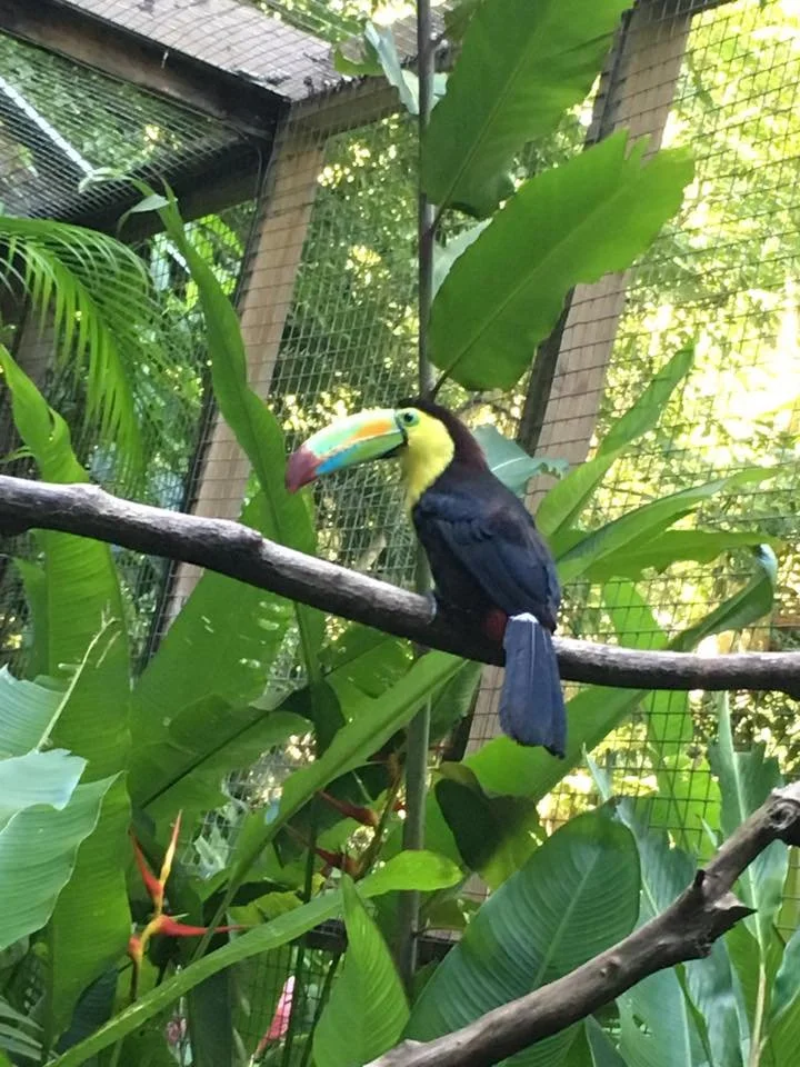 A toucan with a large colorful beak perched on a tree branch in a lush, tropical greenhouse or jungle enclosure.