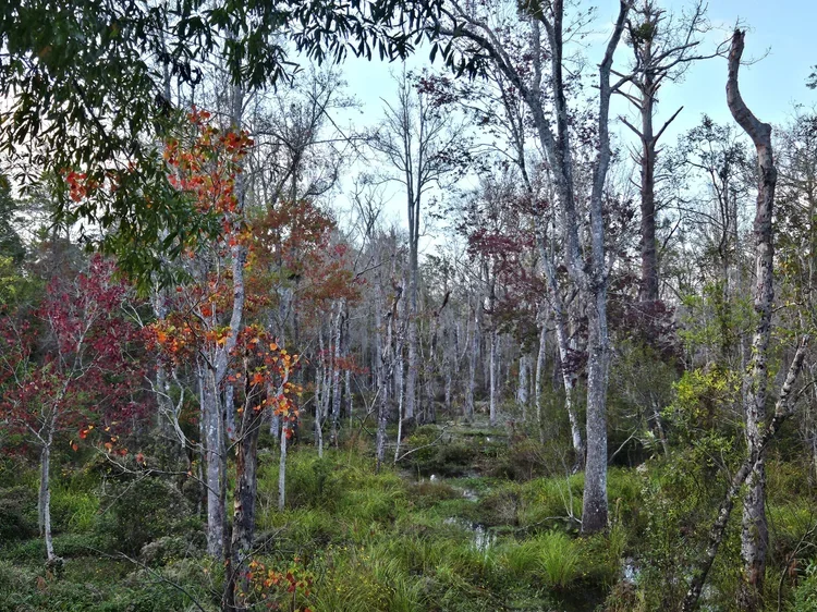 Autumn Wetlands