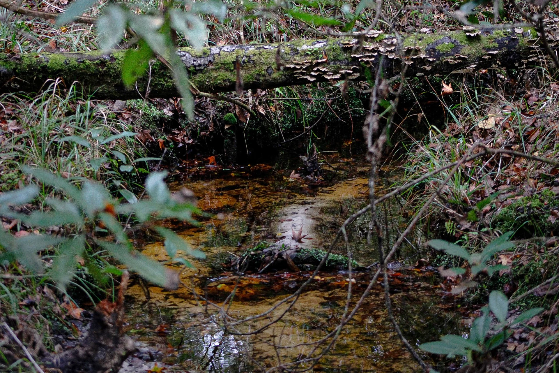 _MG_0631.jpg