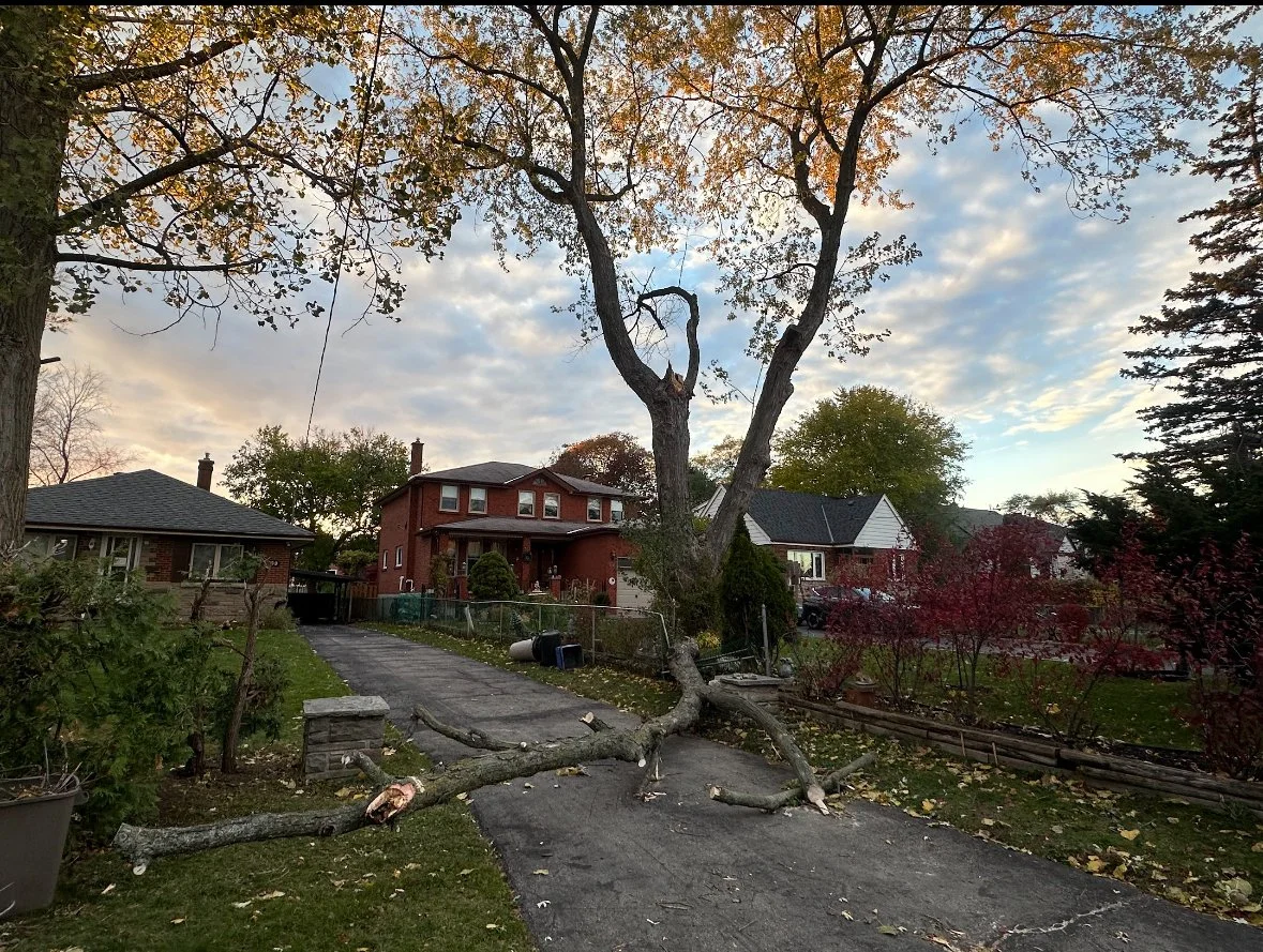 Emergency Tree Removal