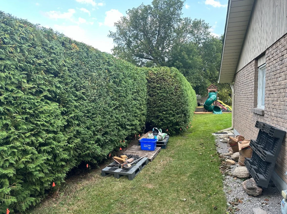 Hedge and Tree Pruning