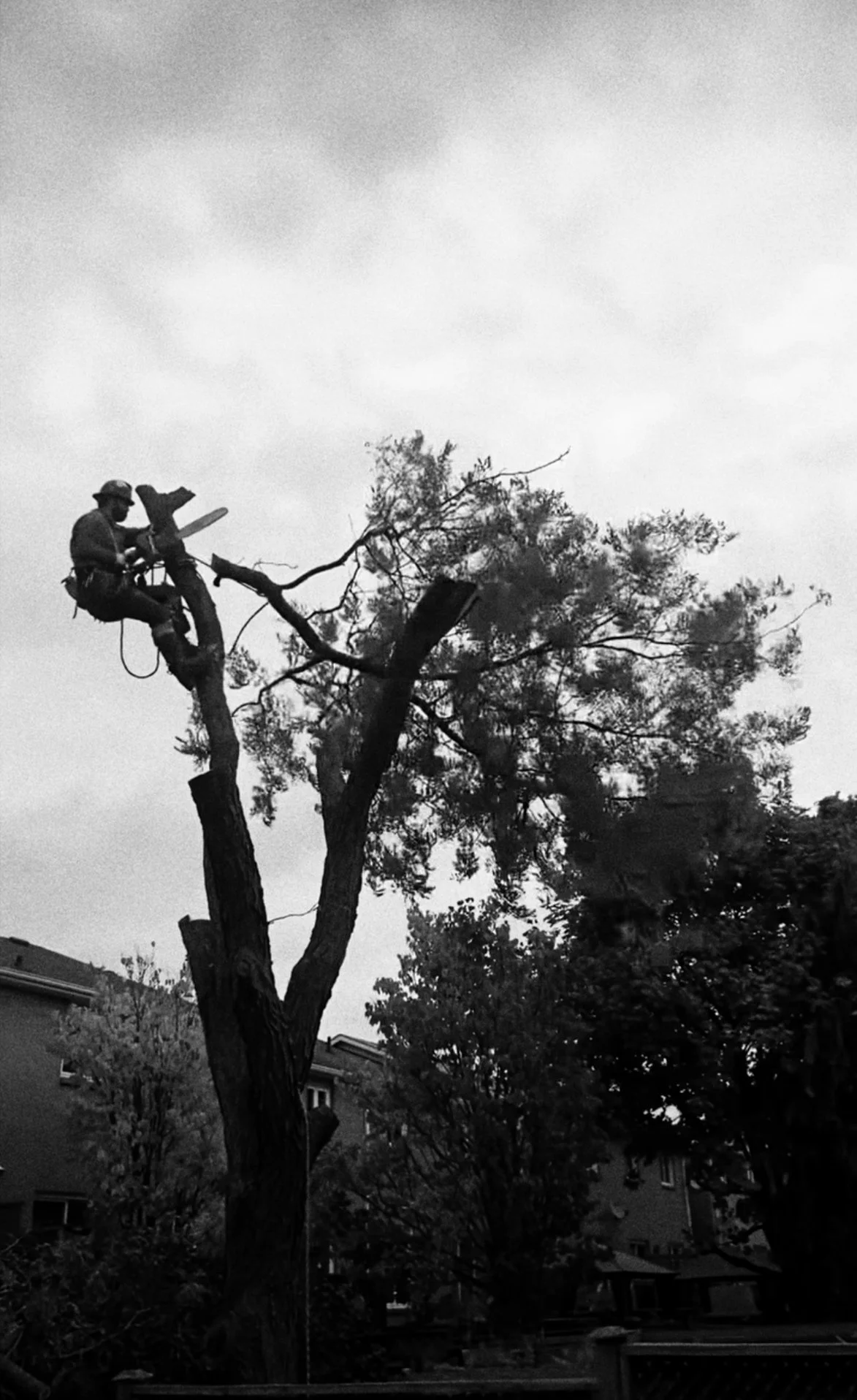 Tree removal expert