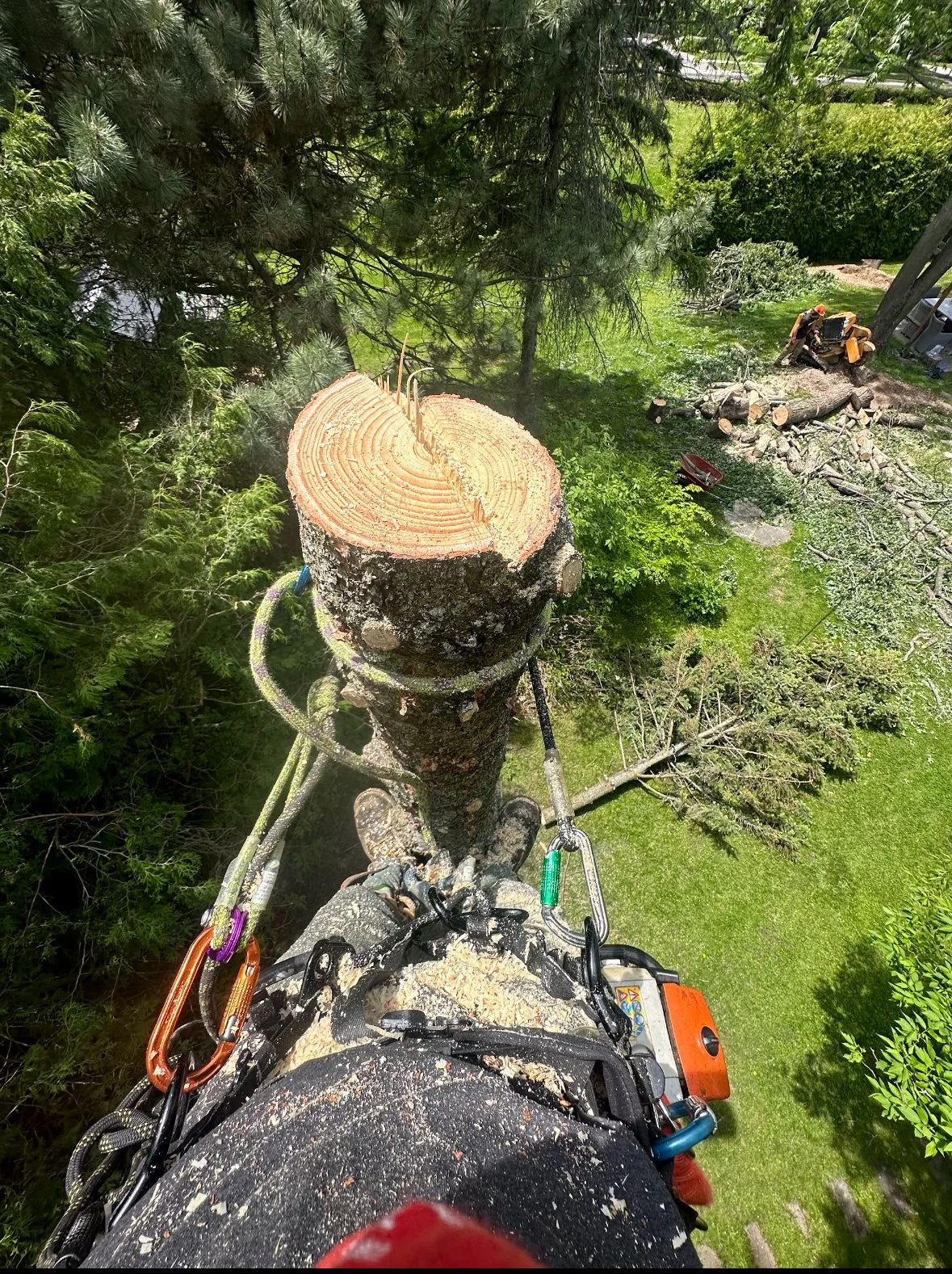 Big Tree Removal