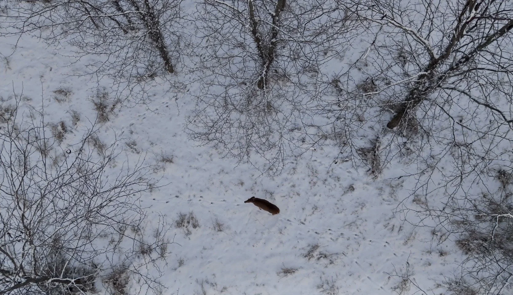 A brown dog standing on snow-covered ground surrounded by leafless trees, viewed from above.
