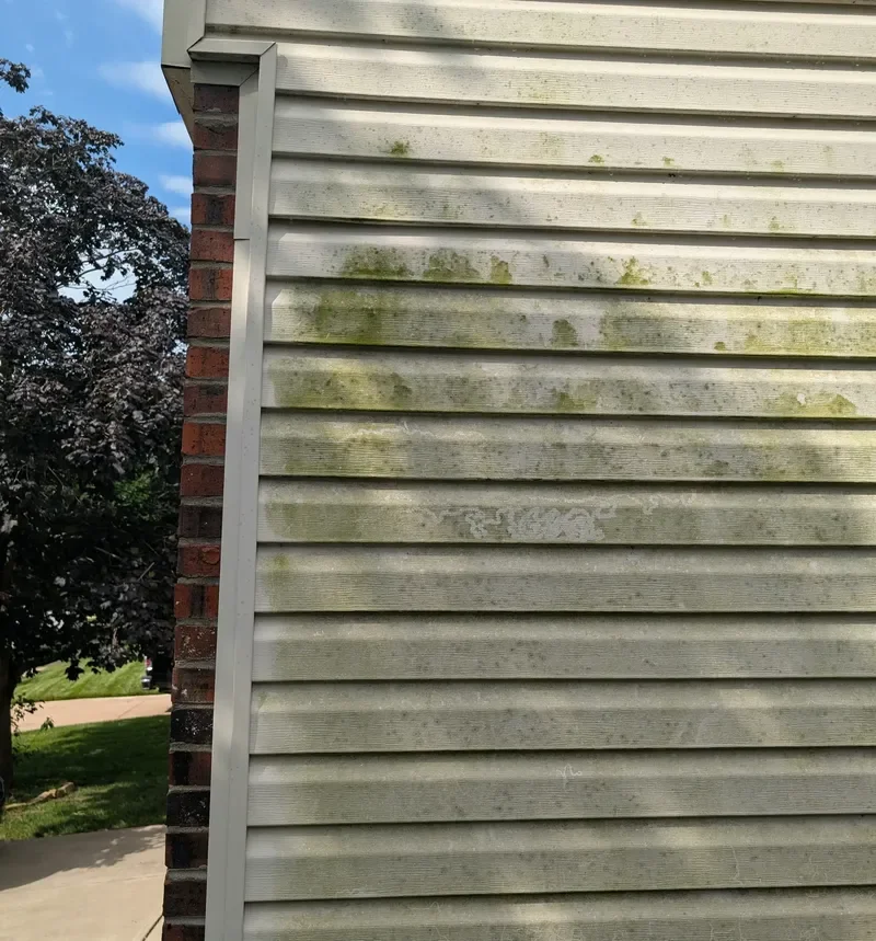 Green algae growth on vinyl siding before professional soft washing in Johnson County, Kansas