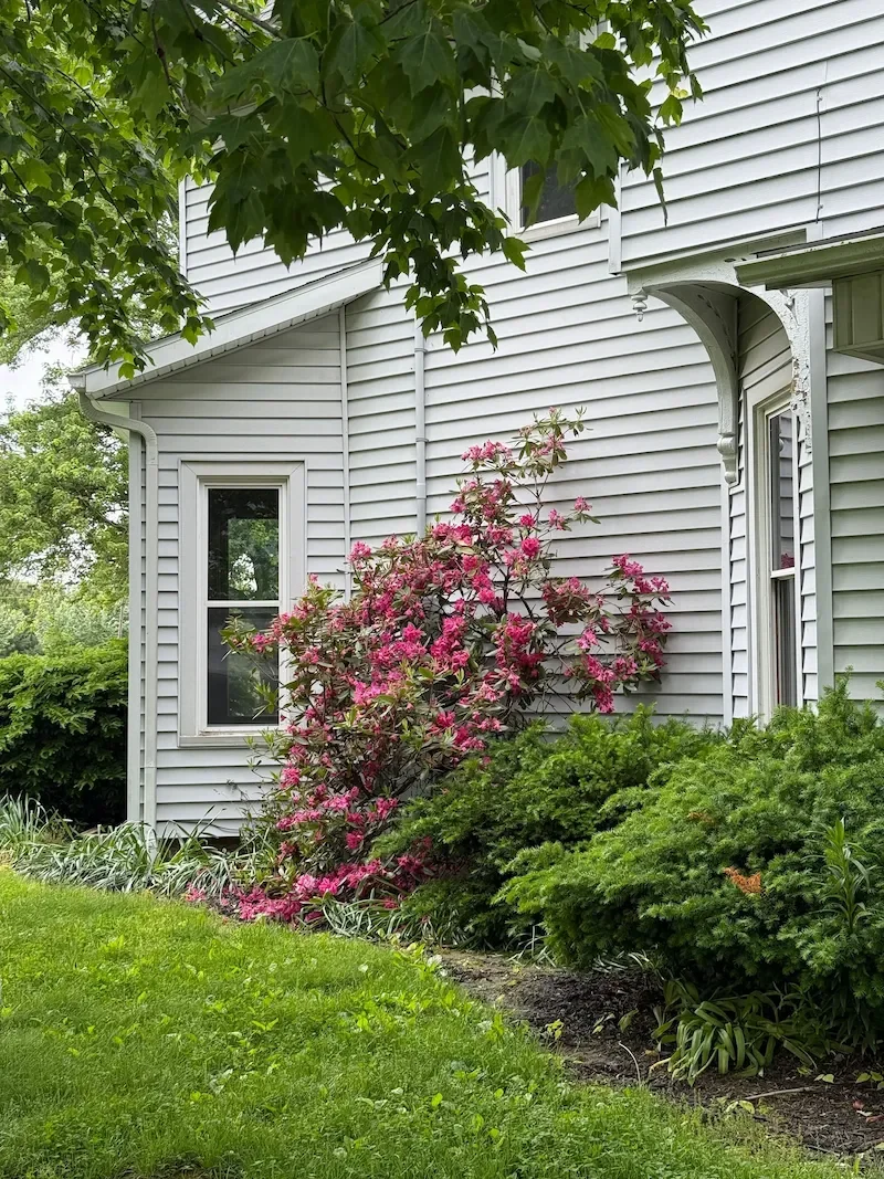Healthy landscaping next to clean home siding after professional soft washing with plant protection protocol in Johnson County KS