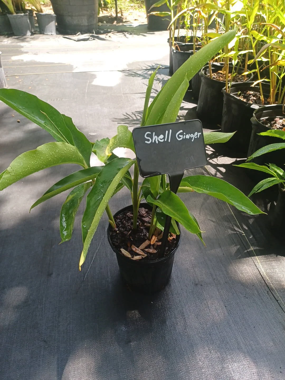 Shell Ginger