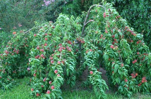 Peaches