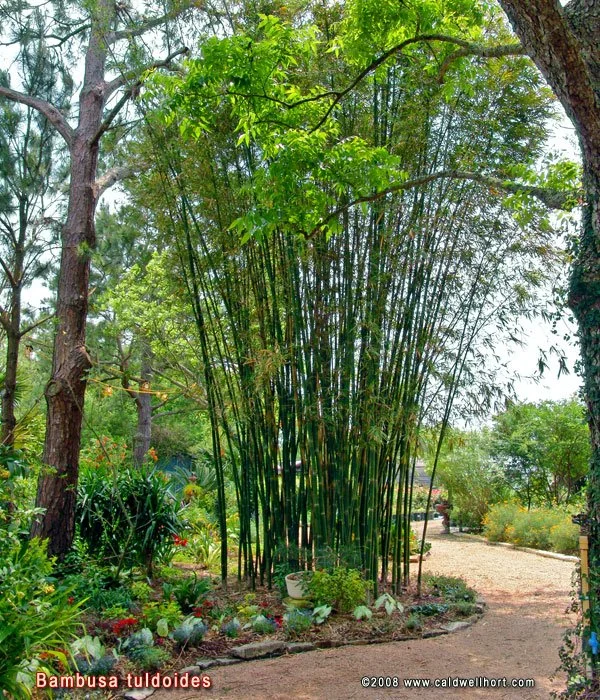 Bamboo