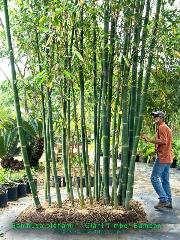 Giant Timber Bamboo