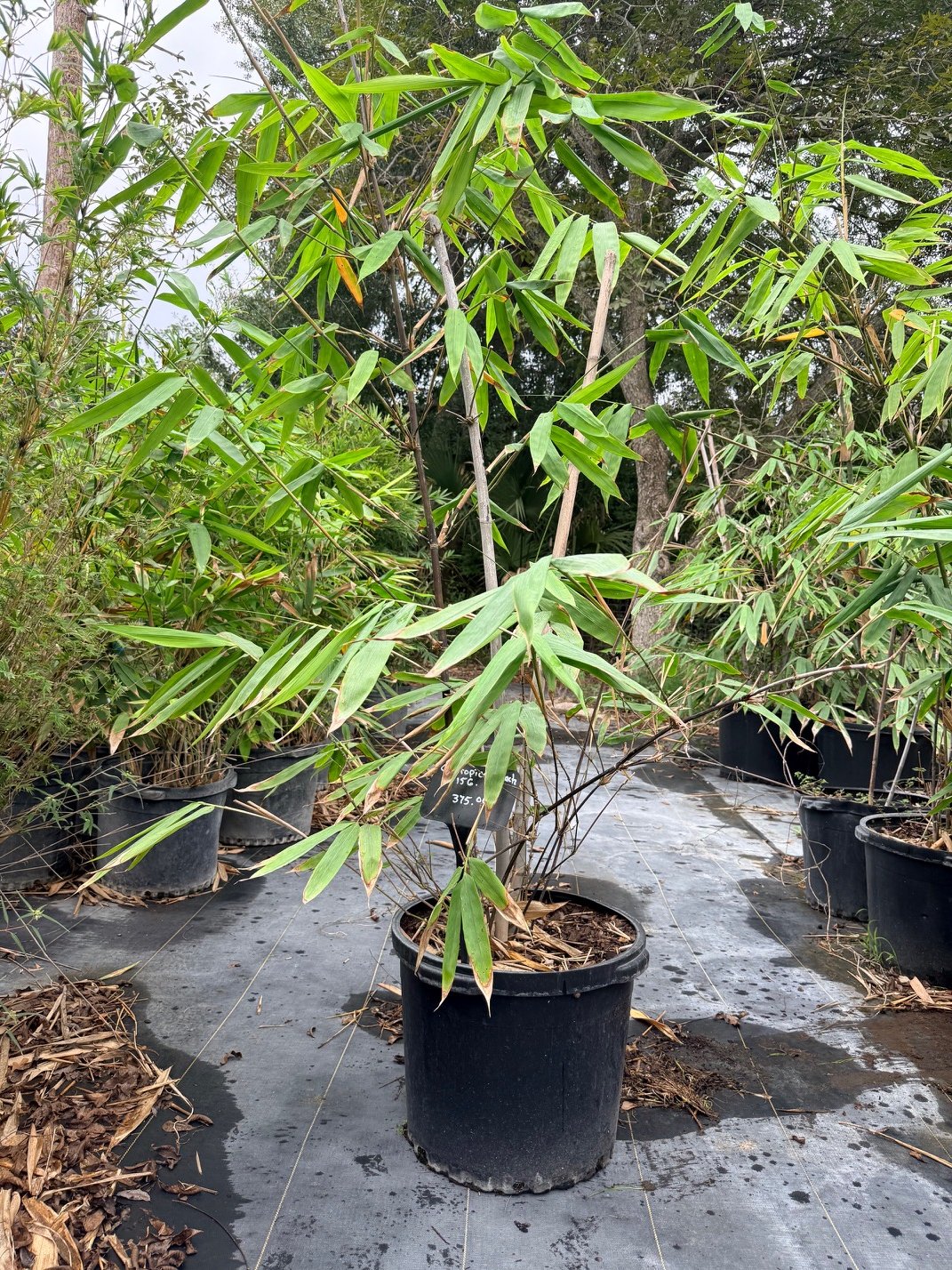 Tropical Black Bamboo