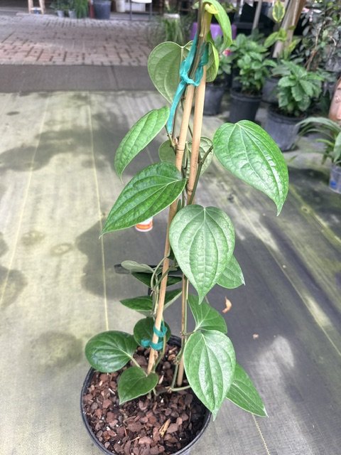 Piper Nigram Black Pepper