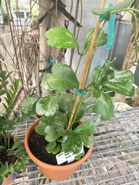 IMG_6437.jpeg
