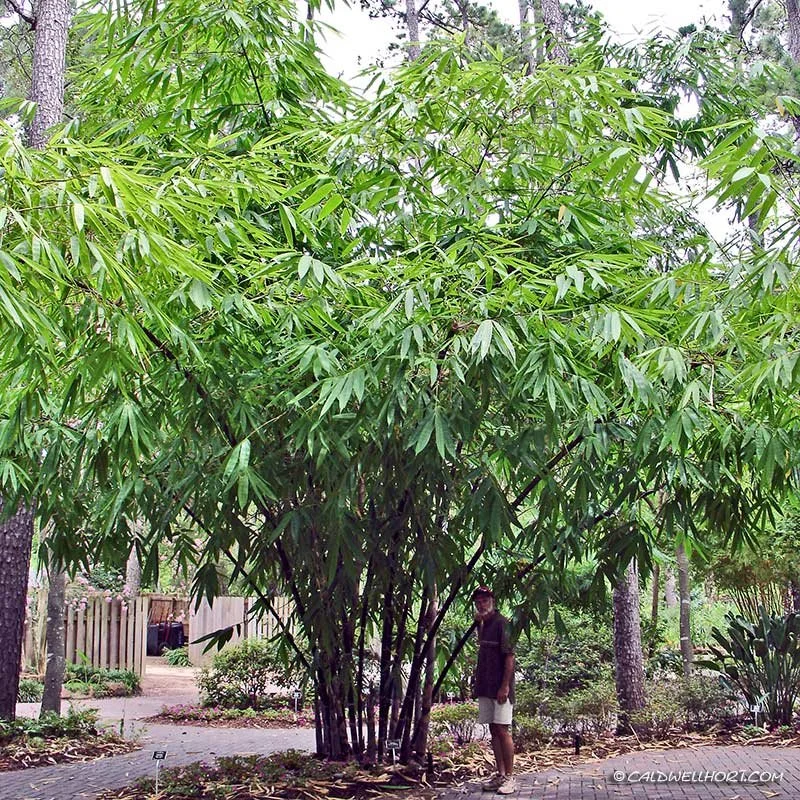 Gigantochloa-atroviolacea-clump-800sq.jpg