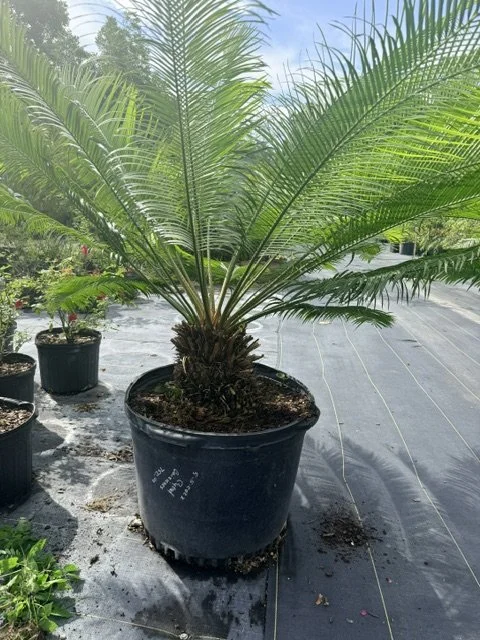 Cycad Guizienes