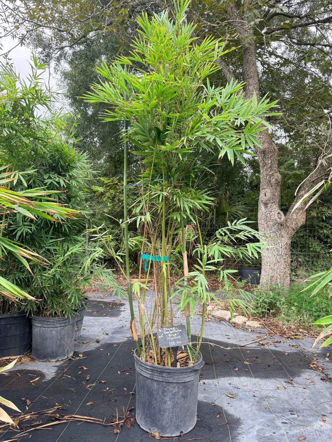 Blue Bamboo