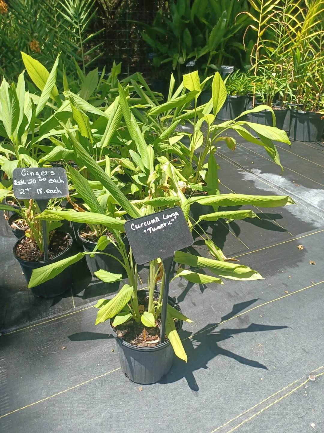 Turmeric