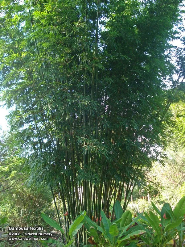 Textilis Bamboo