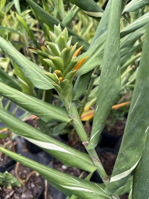 Hedychium