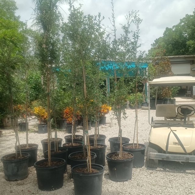 Live Oak