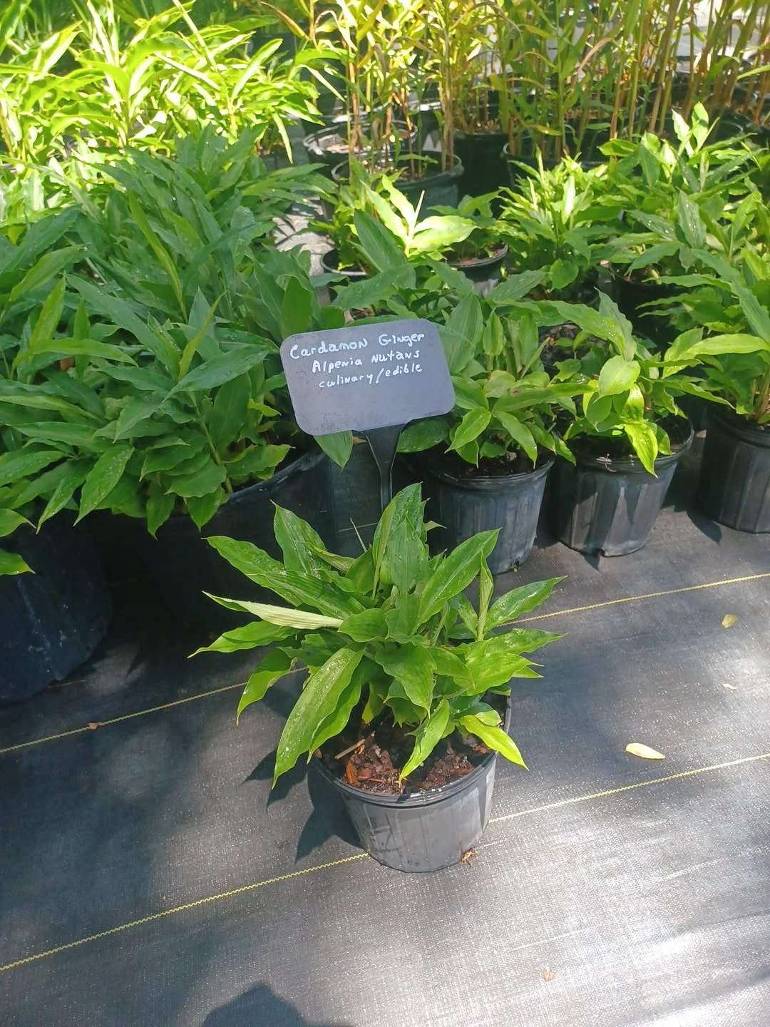 Cardamun Ginger