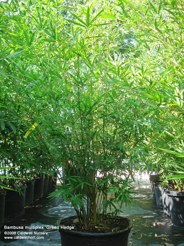 Green Hedge Bamboo
