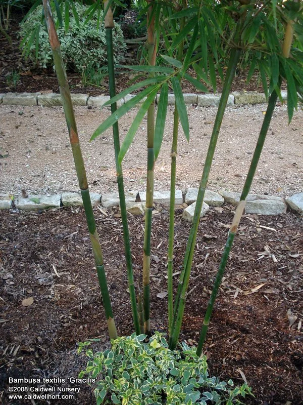 Graceful Weavers Bamboo