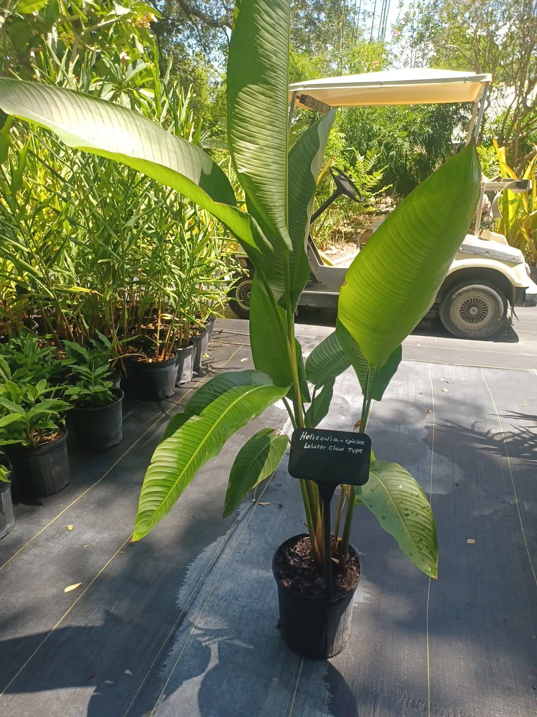 Heliconia