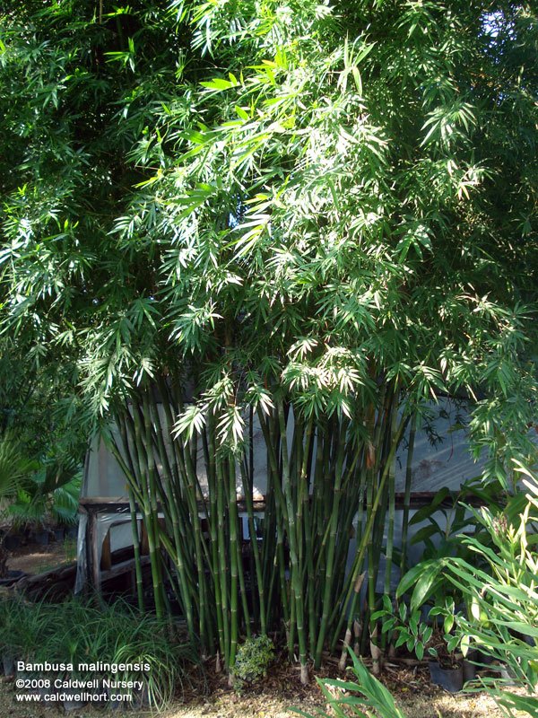 Seabreeze Bamboo