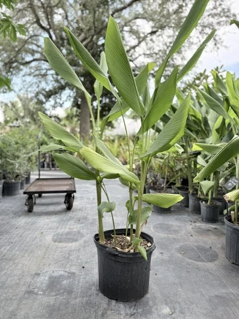 Giant Plume Ginger