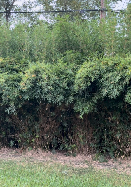 Golden Goddess Bamboo