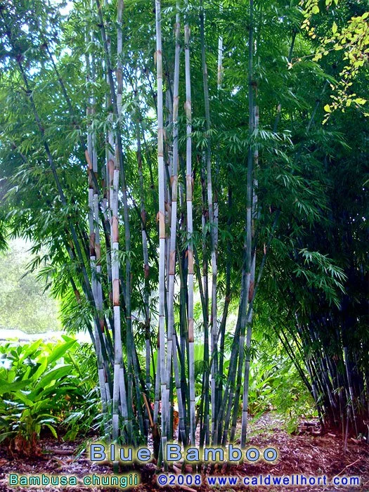 Blue Bamboo
