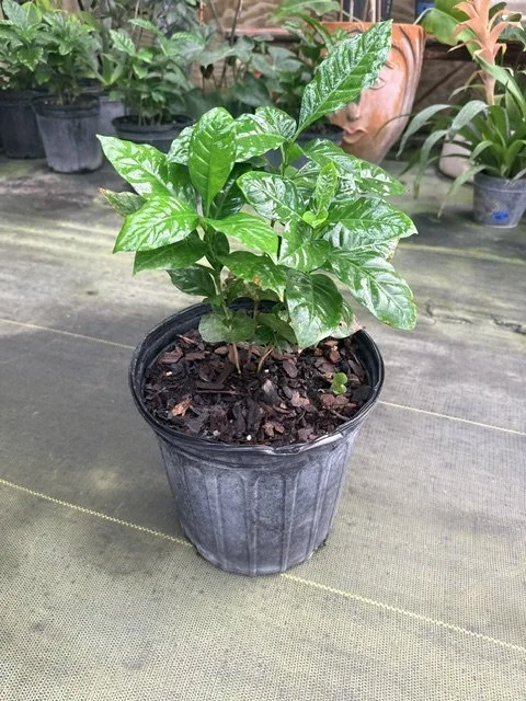 Coffee Plant