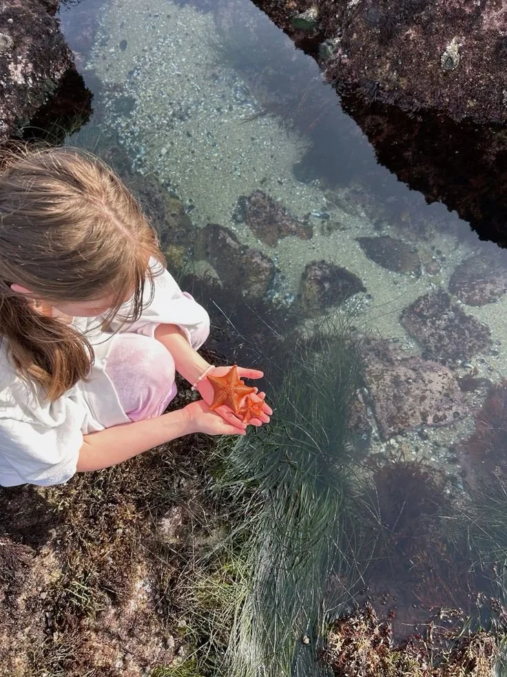 A girl holding two orange starfish by a rocky shoreline with clear water and rocks underneath.
