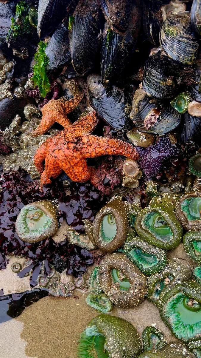 Various marine life including orange starfish, green sea anemones or coral, and dark mussels or barnacles clustered on rocks and sand at the shoreline.