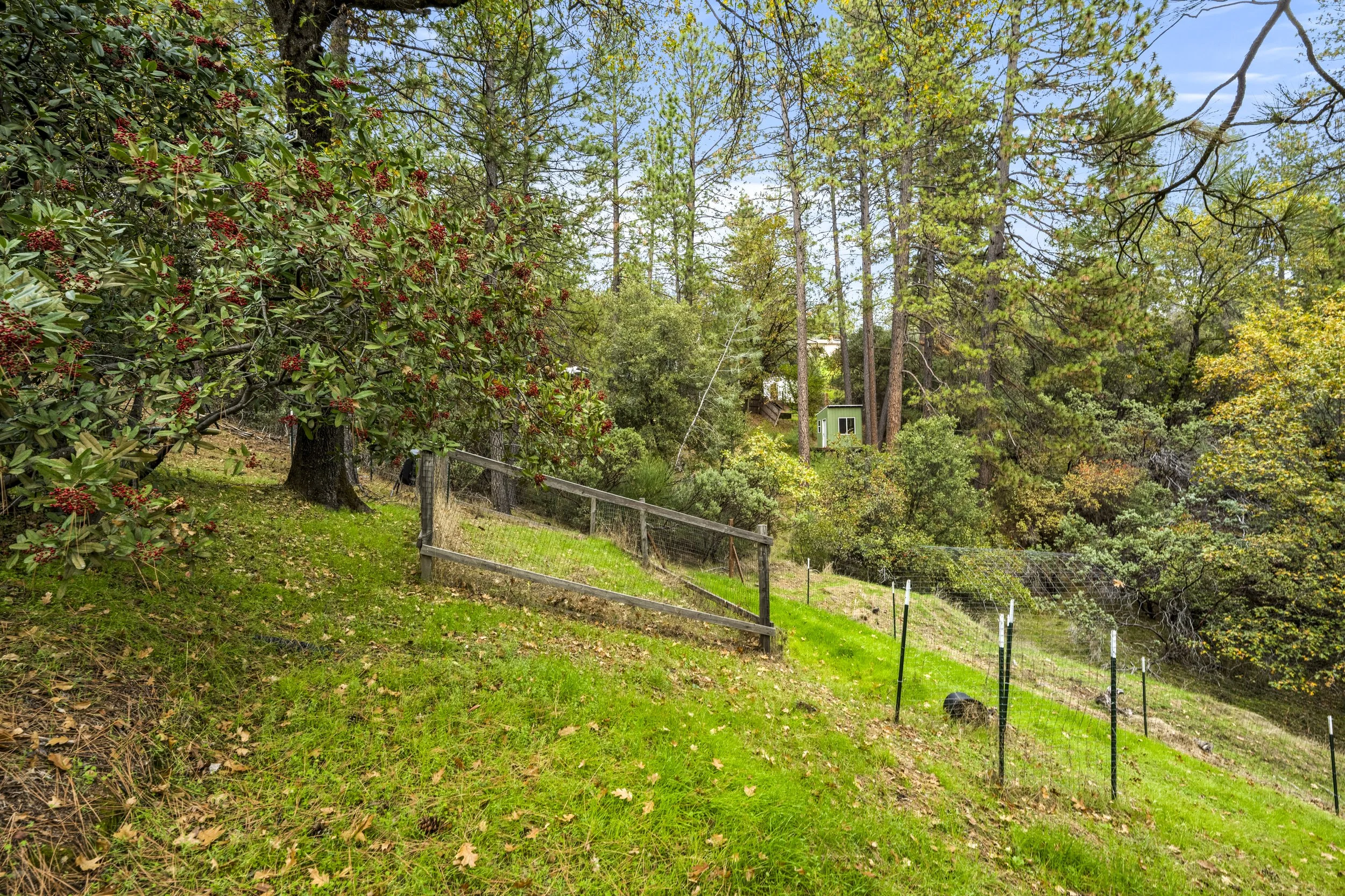 A lush green backyard hillside with a variety of trees, shrubs, and plants, including a large shrub with red berries on the left. A wooden fence runs along the slope, and in the background, a small green shed is visible among tall pine trees. The sky