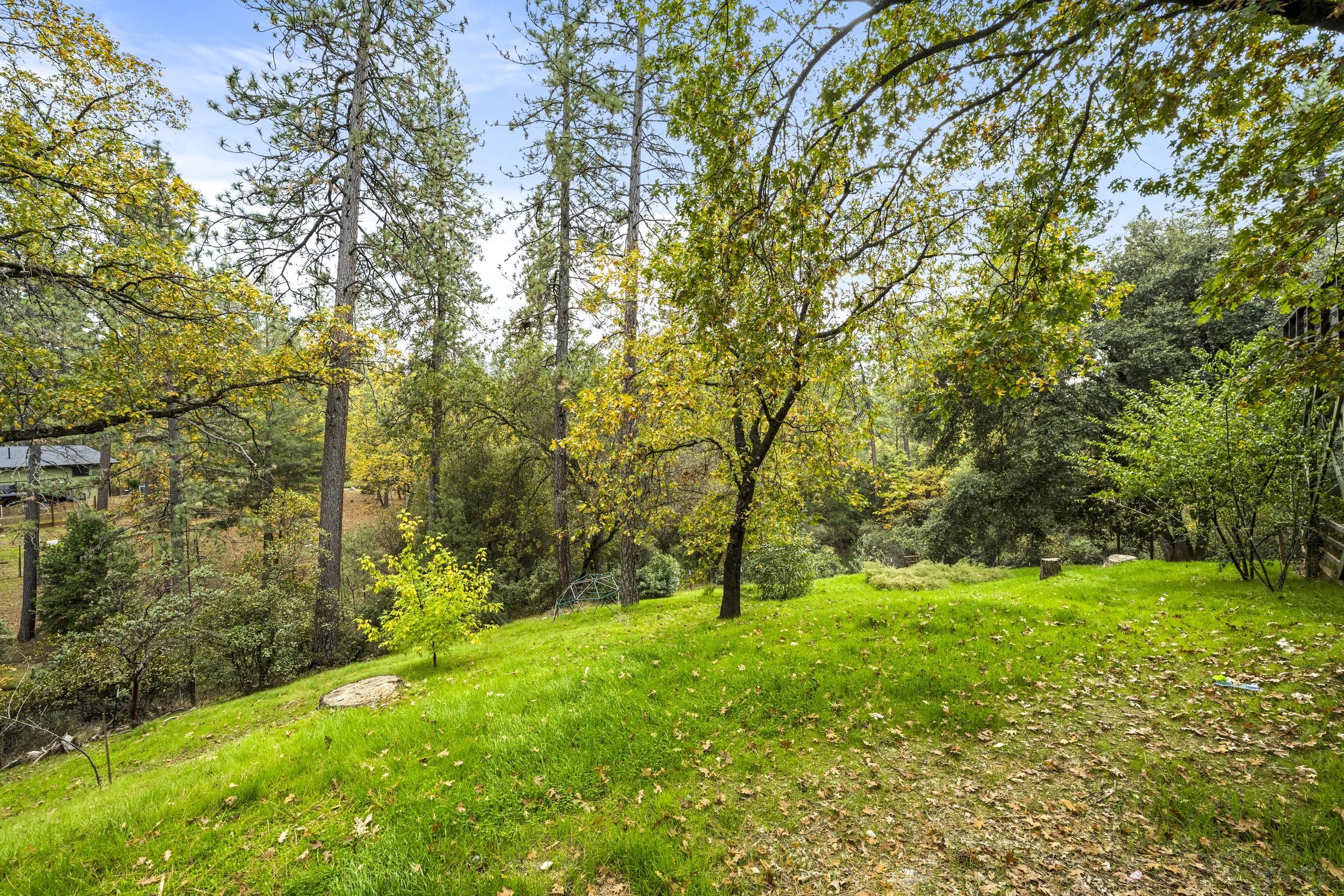A backyard with lush green grass, trees with some yellowing leaves, and a clear blue sky. There is a small structure in the distance and some logs on the ground.