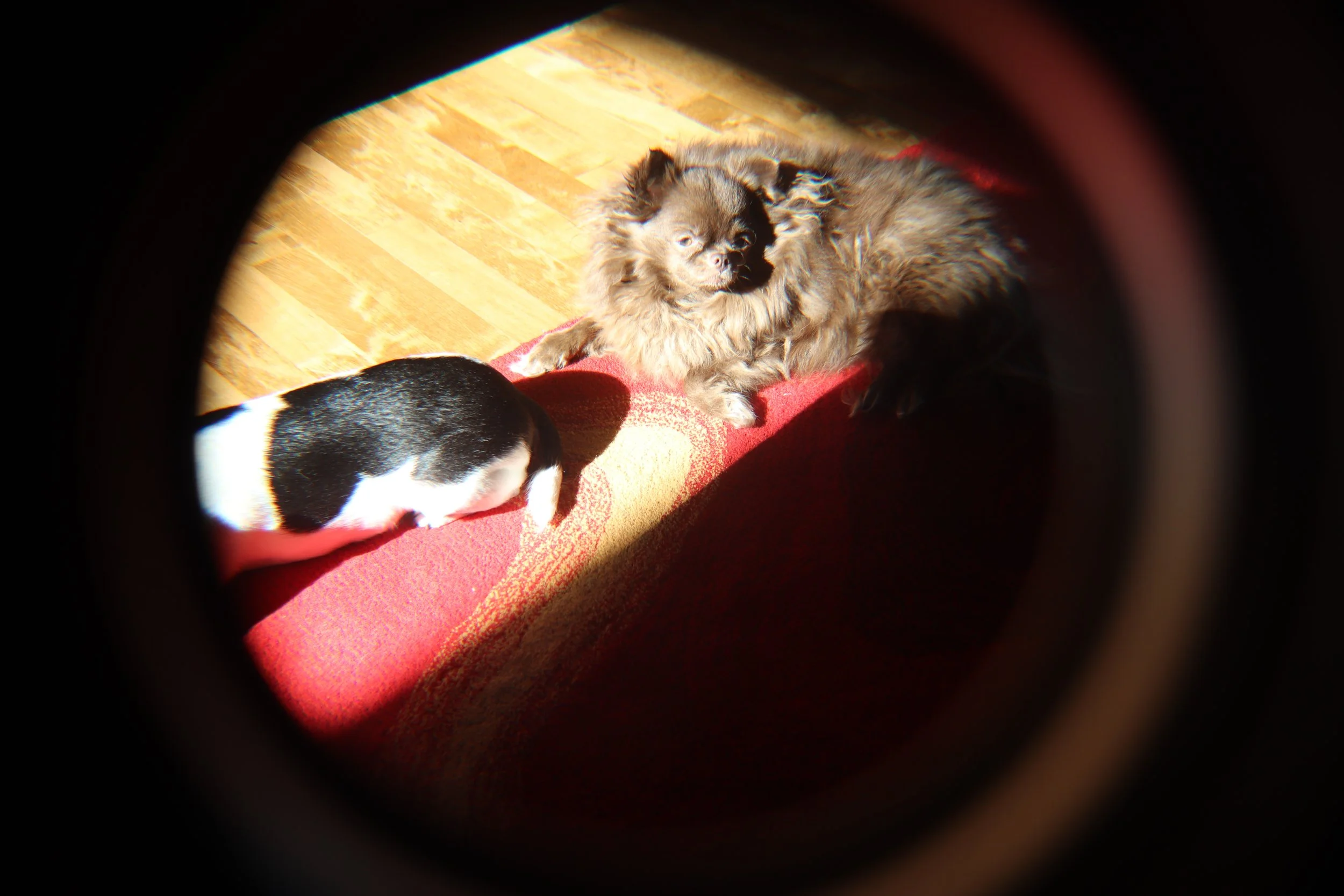 IMG_3095.jpeg