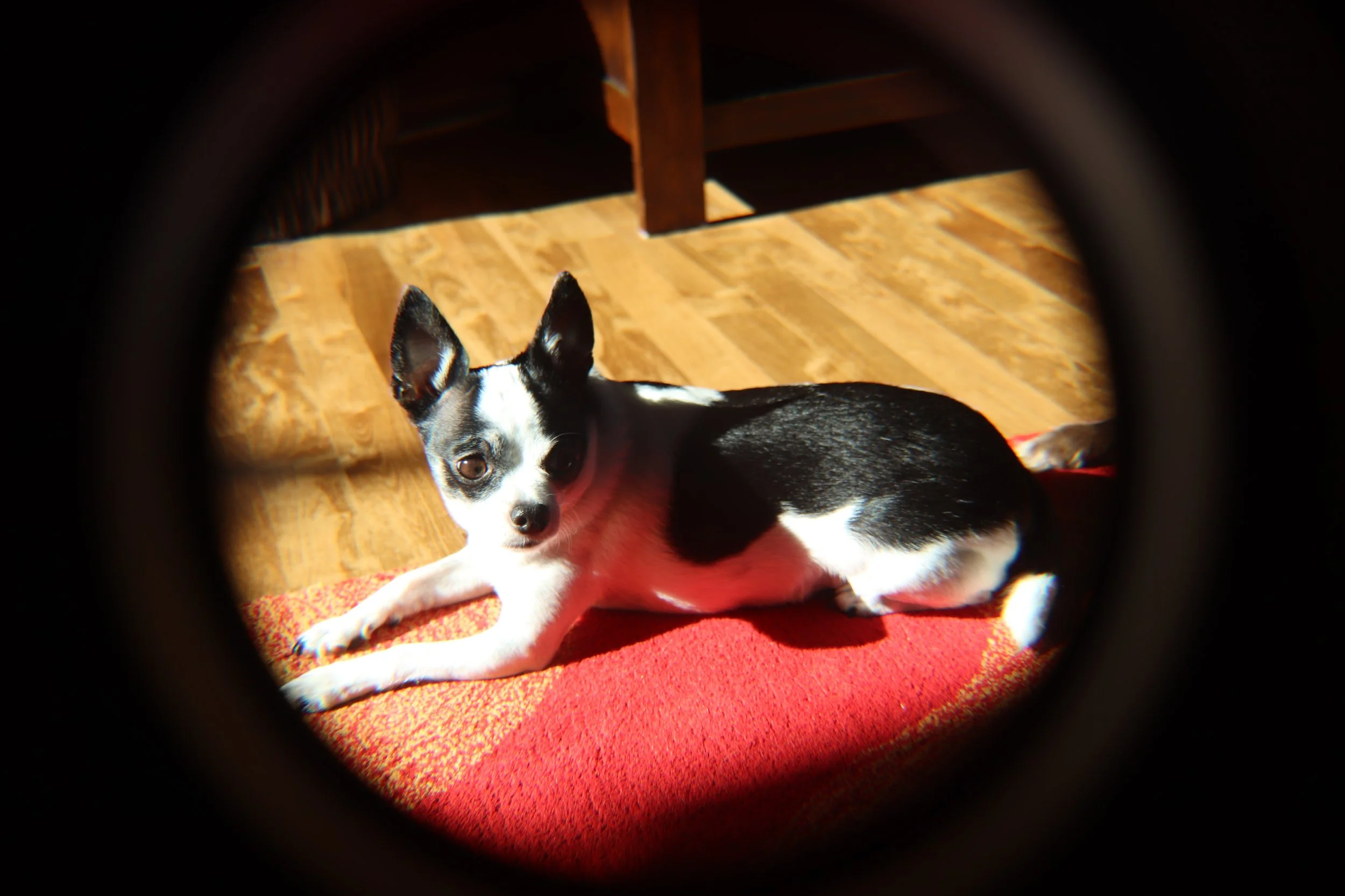 IMG_3085.jpeg
